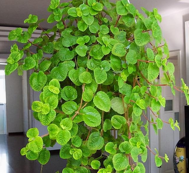 一抹香植物图片的功效与作用，一抹香的作用和用途（5种“香香花”摆在卫生间）