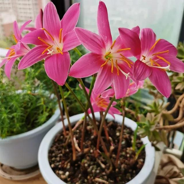 风雨花的花语是什么，风雨花的花语和寓意（做好“1翻3养”）
