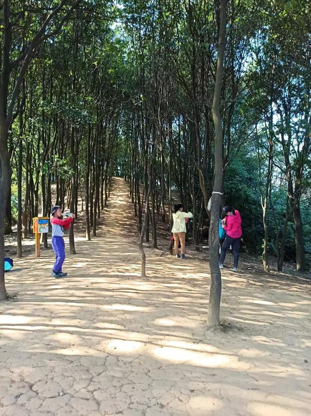 龙眼洞森林公园，广州龙洞森林公园介绍（广州徒步之渔龙线……）