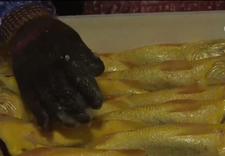 卖金鱼好赚吗，金鱼生意怎么样（别人不支持他偏要瞎折腾）