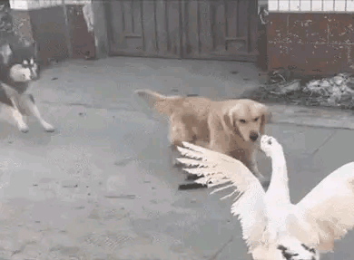 大雁和鹅的区别，大雁和鹅的区别是什么（鹅的真实面貌超出大家的想象）