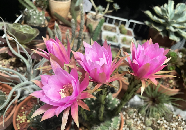 仙人掌不是花，没法让人捧在手心上。，仙人掌有什么品种（花大色艳开满了图片）