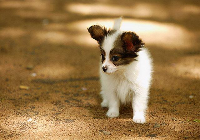 狗拉血是怎么回事，小狗拉血是怎么回事（狗狗拉稀拉血是什么原因）