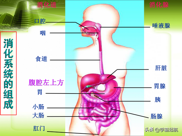 人体八大系统顺口溜，人体九大系统的顺口溜（期末必考考点——人体的八大系统）