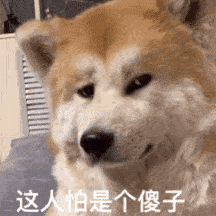 【沙雕狗狗头像】微信，【沙雕狗狗头像】（狗狗沙雕动图表情包 ​​​）