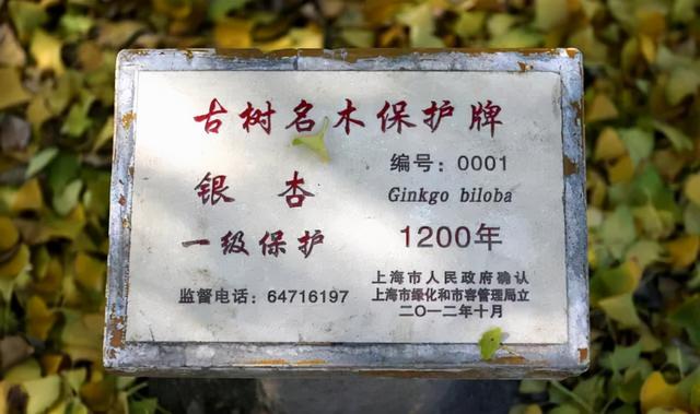 秋天银杏十大绝美诗句，咏上海001号古银杏树