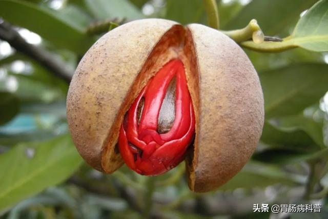 曼陀罗花的图片，曼陀罗花是什么（301味中药材的原植物彩色图谱）