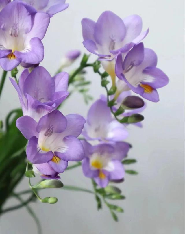 春天开的常见的花，春天开的常见的花图片（超齐全的播种时间表）