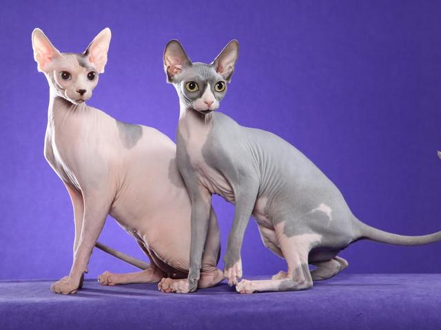 世界上最丑的猫，世界上体重最小的猫品种（每只价格高达3,000美元）