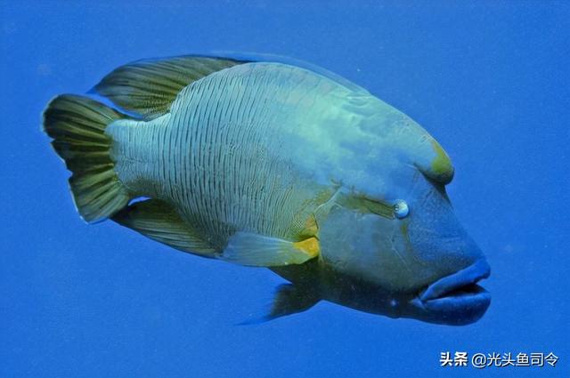 长江名贵鱼前十名，10大凶猛淡水鱼（我国保护的鱼类有87种）