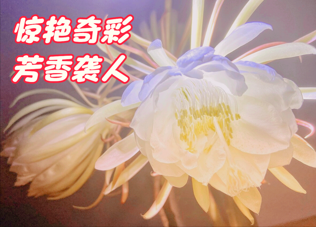 鲜花朋友圈配什么文字，朋友圈晒鲜花配什么文字（愿您寒冬温暖纯良不舍爱）