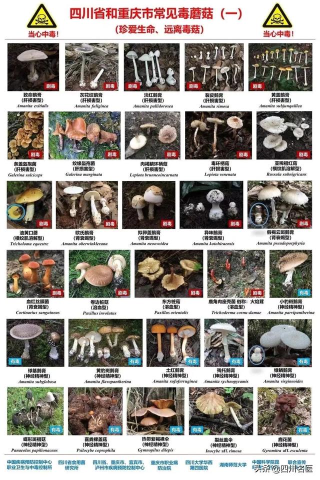 蘑菇多久能煮熟，蘑菇要多长时间可以煮熟（成都一人食用后全身青斑）