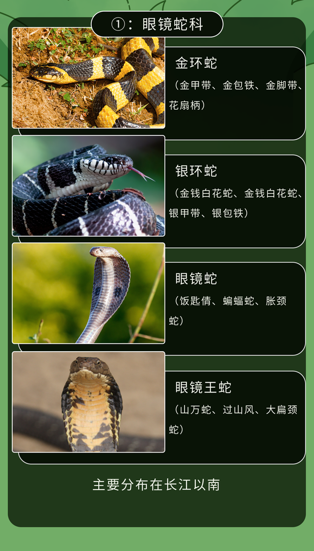 十大毒蛇图片 名字图片