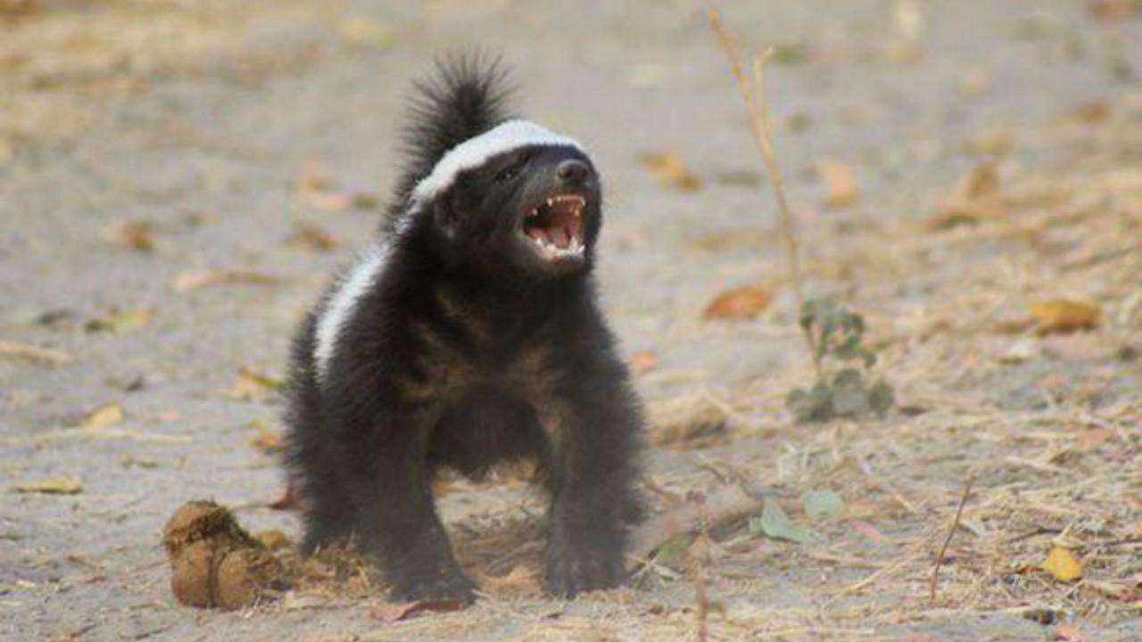 平头哥蜜獾其实有很多天敌,但却没有一种对它们有严重危害