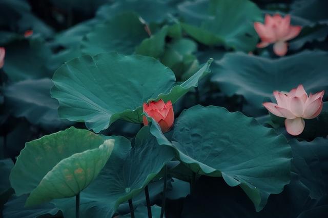 形容花漂亮唯美的诗句，形容花花草草非常优美的诗句（看盛夏最美丽的景象）