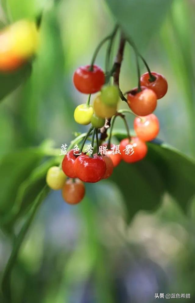 樱桃树图片,摄影:酸甜可口的红樱桃(樱桃树长什么样子图片)
