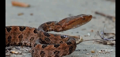 猫为什么可以跟毒蛇打架，猫和蛇打架猫不怕毒吗（重庆一只小猫叼着小毒蛇回家）