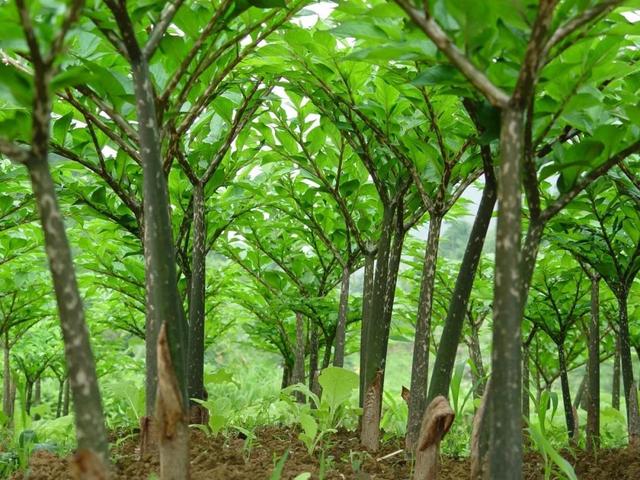 魔芋粉哪个产地好,哪里产的魔芋粉最好(沐川县魔芋种植基地和产品获