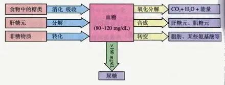 游泳健身了解一下，学会这这几个技巧开始游泳健身（带你了解游泳健身与营养）