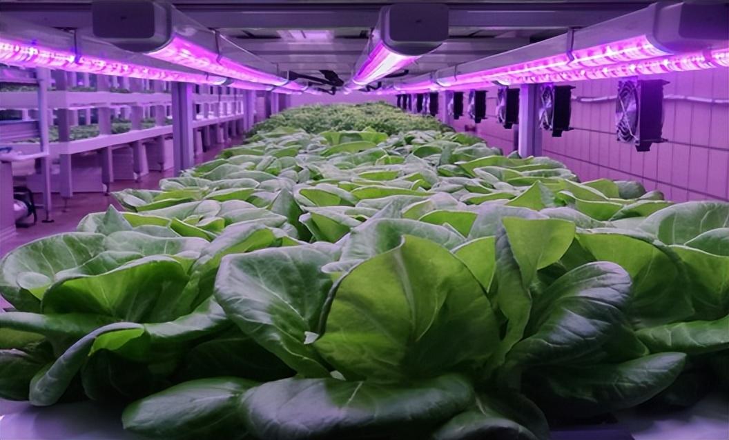 室内种植致富项目(家庭养殖什么最赚钱)