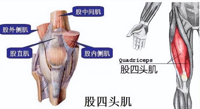 一头肌是什么，一头肌长什么样（骨骼肌的分类）