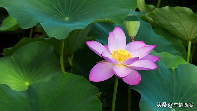 背景图 略带伤感 文字太真实，背景图案大全图片（心痛流泪的伤感句子）