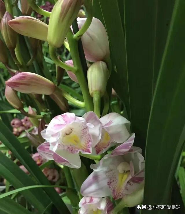 鲜花图片大全真实照片，真实水果图片（近100张鲜花美照诠释不一样的年味儿）