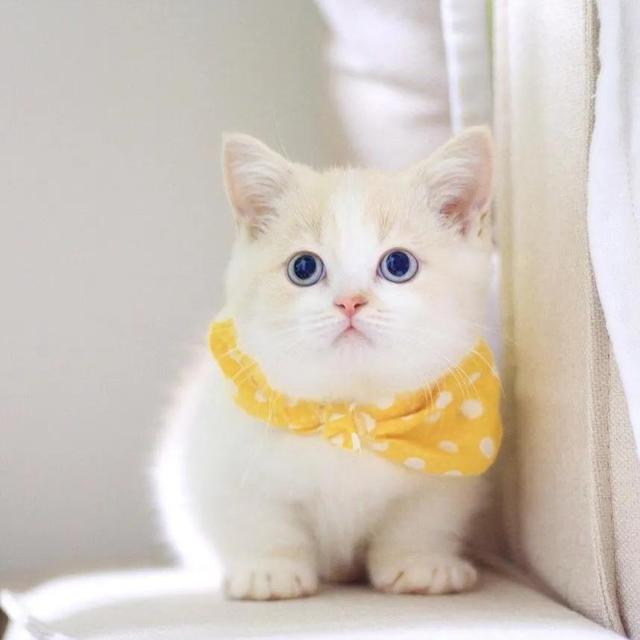 宠物空运宠物航空托运，国内航班宠物托运（宠物猫咪航空托运需要注意哪些细节）