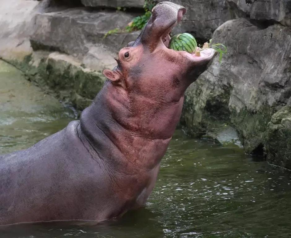 更大的陆地哺乳动物—非洲象非洲象雄性肩高约3米,雌性约2.