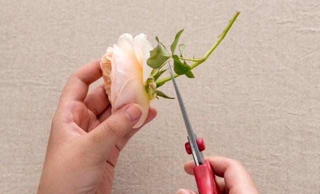 鲜花怎样保鲜时间更长一点呢，鲜花怎样做成干花（把鲜花的美丽永远留住——干燥花的基本制作方法）