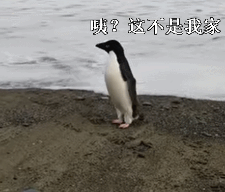 令人哭笑不得的南极企鹅，小企鹅迷路竟从南极游3000公里到新西兰