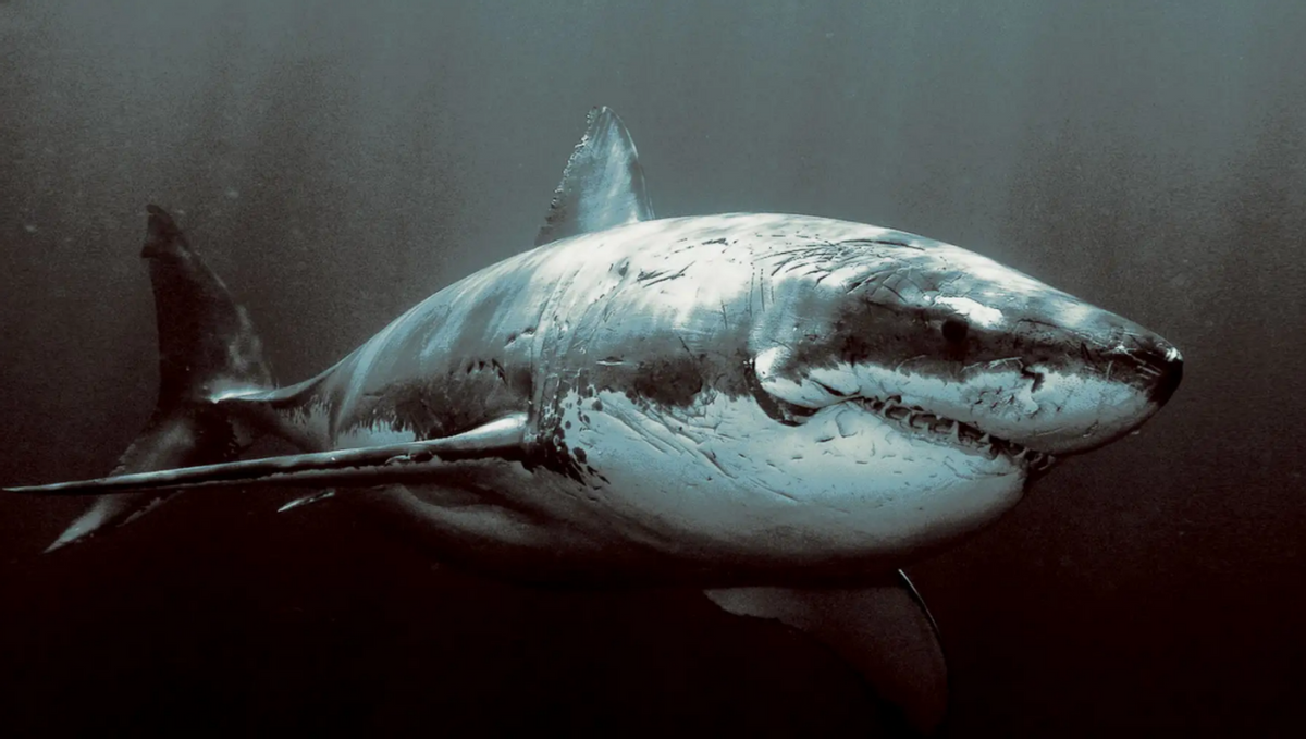 大白鲨vs公牛鲨(鲸鱼与鲨鱼的结合体)