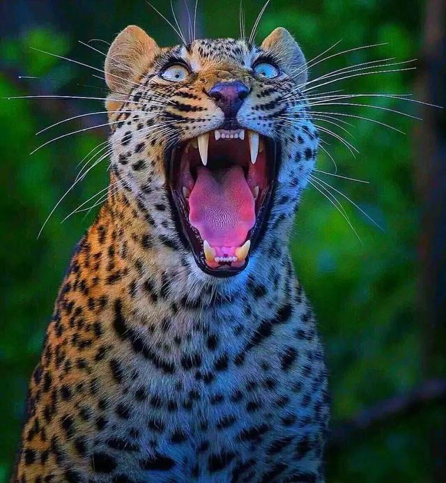 斗图，微信头像，斗图（抖音热门头像）