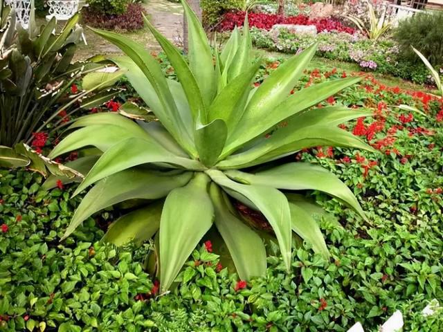 花，花好月圆人长久（72种鲜花欣赏图片）