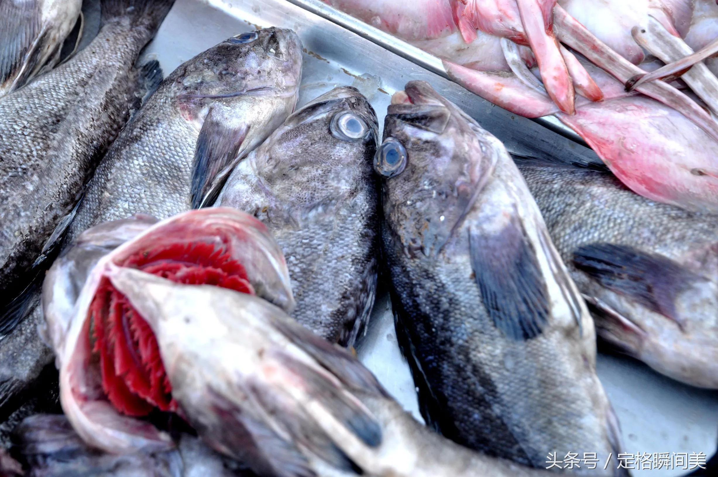 菜市场常见的海鱼图片(几十种海鱼你都吃过吗) 