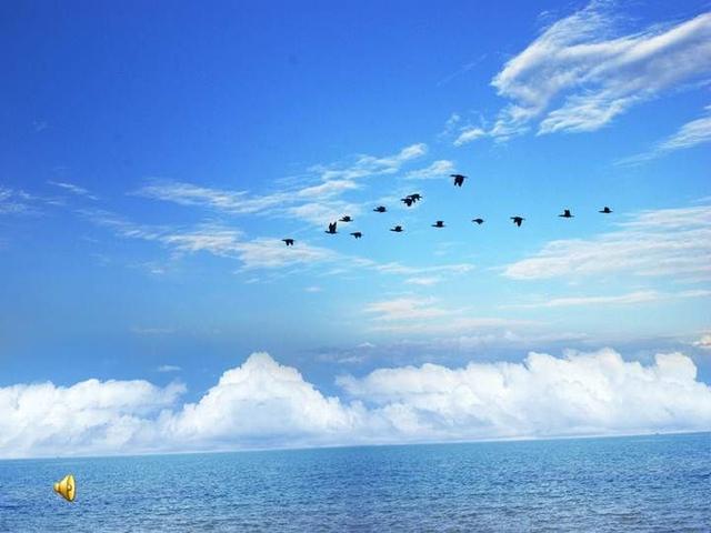 大雁为什么往南飞，为什么大雁秋天要飞到南方去（为什么大雁南飞的时候）