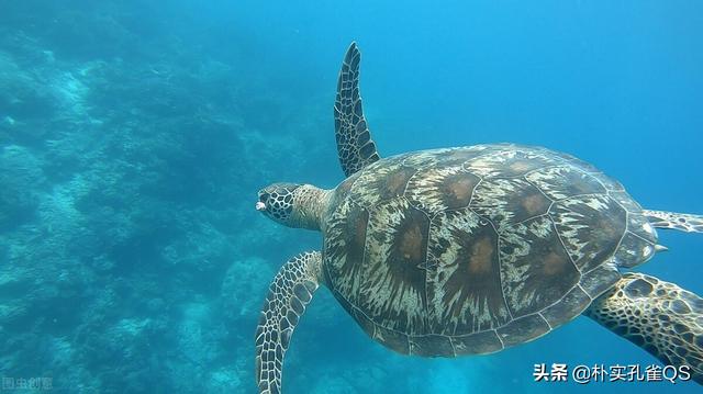 奇妙的海底世界，奇妙又罕见的海底世界（奇妙的海底世界）