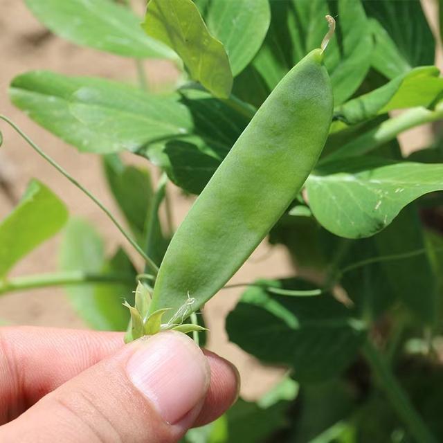 豆角有斑点能吃吗，长斑的豆角可以吃吗（17种豆角你都吃过吗）