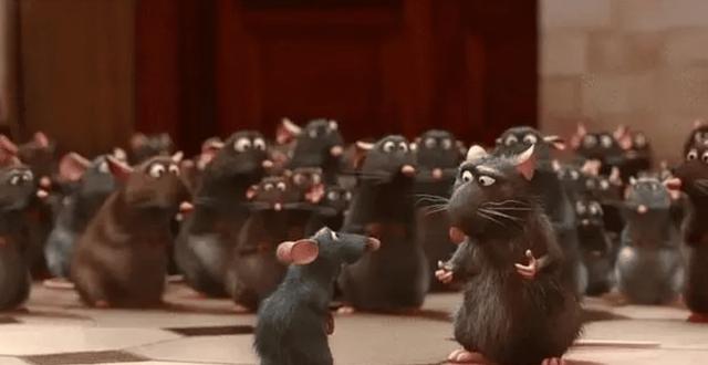 小白鼠多少钱一只，小白鼠（美国将8只白鼠放进“乐园”）