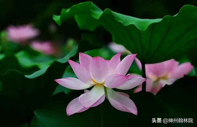 一花一世界一叶一菩提是什么意思，一花一世界一叶一菩提是什么意思 唯美（一叶一菩提。花是什么花）
