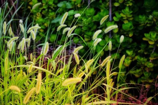 稗子草是狗尾巴草吗，稗草子能吃吗（不求回报默默爱——罗汉草）