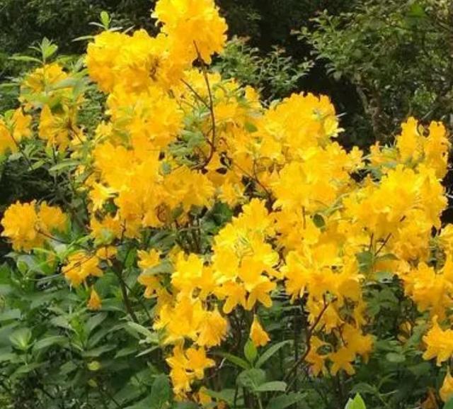 家里千万不能养的6种花，家里千万不能养的6种花有哪些（6种“有毒花”别乱养）