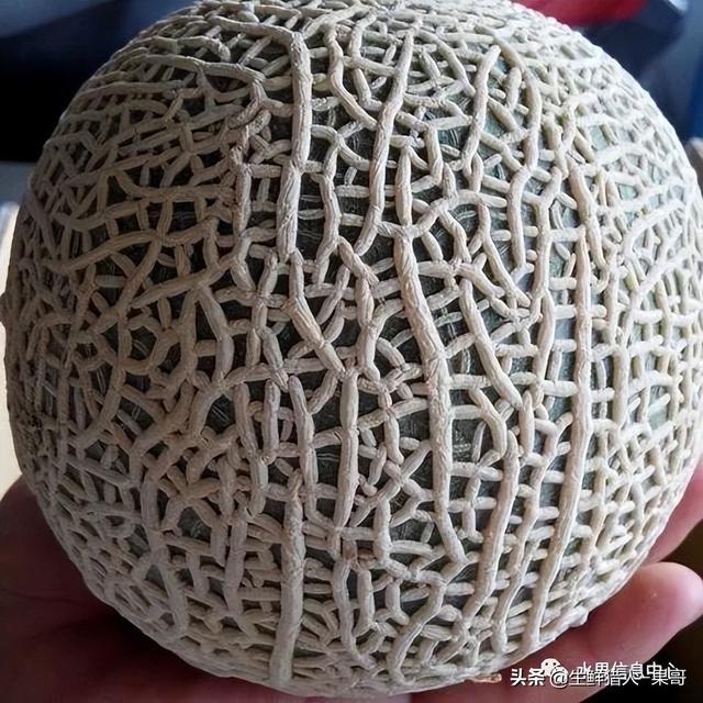 绿色的哈密瓜叫什么，绿色的哈密瓜叫什么名字（哈密瓜、蜜瓜、网纹瓜、香瓜、羊角蜜傻傻分不清）