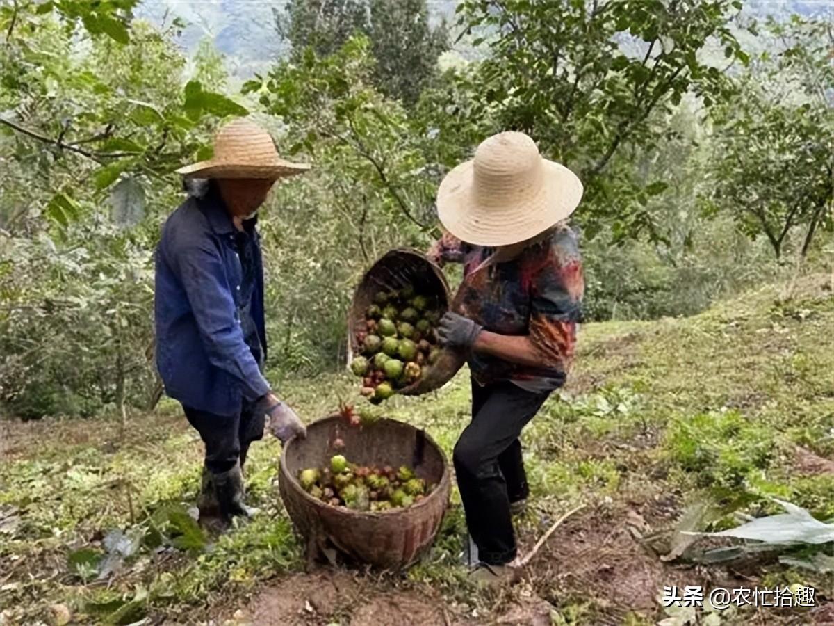 白芨多少钱一斤(白芨鲜品多少钱一斤)插图(1)