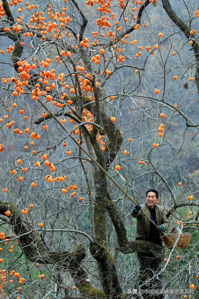 柿子的主要产地在哪里，柿子的产地有哪些地方（陕西、河南、河北、广东、广西）