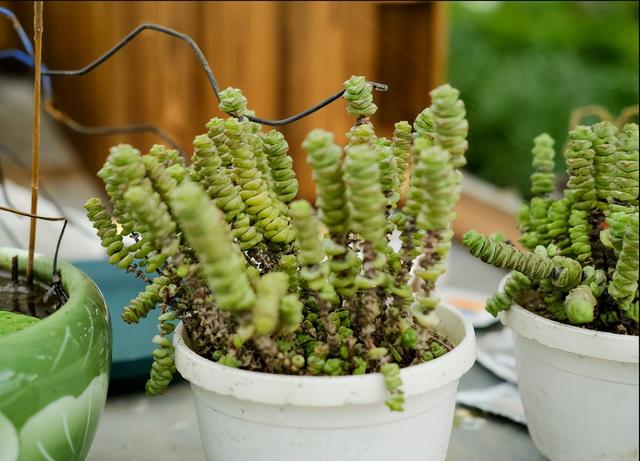 钱串子图片大全大图，钱癣的图片（养殖多肉钱串）