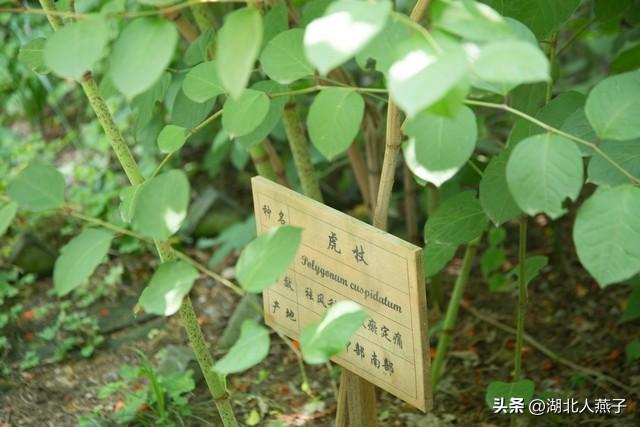 菜图片大全大图，饭店菜谱大全带图片（这43种时令野菜大量生长出来）