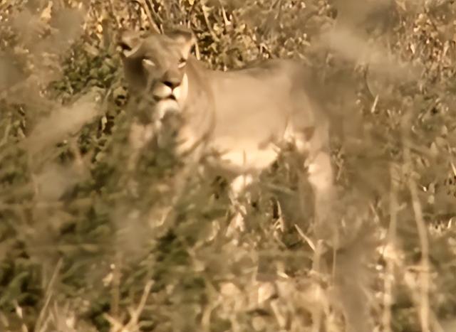 历史悠长的布须曼人，布须曼人的太阳传说（古老的布须曼人）