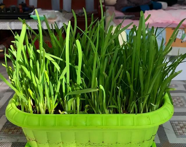 空心菜叶子能吃吗，空心菜的叶子不能吃（5种“青菜根”）