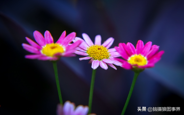 拍照片基本技巧，拍照片基本技巧和方法（可以提升照片的美感）